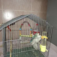 دوعدد طوطی برزیلی نروماده