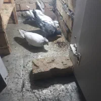 کفتر پرشی|پرنده|مشکین‌دشت, |دیوار