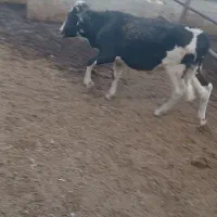 گوساله نر  یک ساله