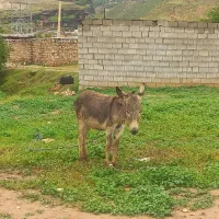 خرنر یکسال