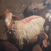 ۶ راس میش و بره مغان و چینی درشت مالچه (دینور)