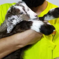 بز پاکستانی اوزون گولاخ|حیوانات مزرعه|مشگین شهر, |دیوار