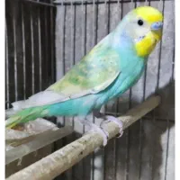 معاضه مرغ عشق با عروس هلندی