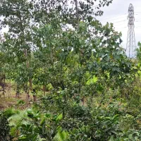 اجاره سوئیت ویلایی ۱ خوابه تمیز رو به باغ|اجارهٔ کوتاهمدت ویلا و باغ|رودسر, |دیوار