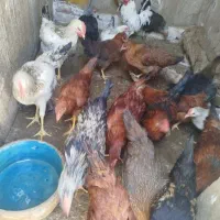 خروس