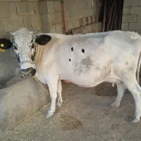 گاو و گوساله نر . یک ماه آبستن