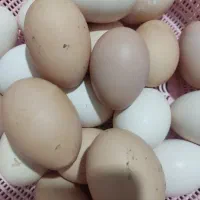 تخم مرغ محلی