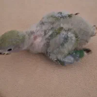طوطی