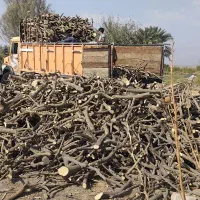 خرید چوب|خدمات باغبانی و درختکاری|عنبرآباد, |دیوار