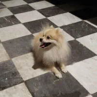 فروشی|سگ|بندرعباس, |دیوار