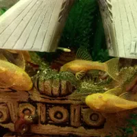 کت پوزه بوته ای ، اسپیرولینا و بیومار و متیلن بلو