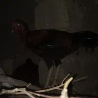 خروس اصیل لاری|حیوانات مزرعه|جزنیک, |دیوار