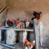 خروس قربانی و مرغ تخم گزار و جوجه