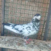 کفتر پرش سنگین دو رقمی|پرنده|ایرانشهر, |دیوار