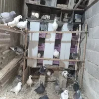 کبوتر مسافتی