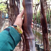 درخت انگور پایه بلند ده ساله