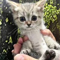 گربه اسکاتیش بریتیش|گربه|قم, بلوار امین و ساحلی|دیوار