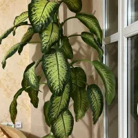 فروش گل دیفن باخیا|گل و گیاه طبیعی|ساری, |دیوار