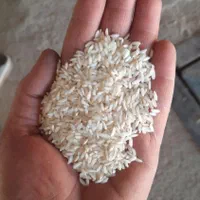 برنج عنبربواصل شوشتر ۱۰۰در۱۰۰تضمینی رباط کریم|خوردنی و آشامیدنی|رباطکریم, رباطکریم|دیوار