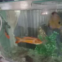 آکواریوم با کل وسایل موجود و ماهی|ماهی|سراب, |دیوار