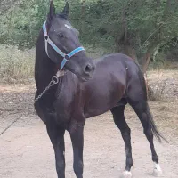 کره اسبی تکرار نشودنی نژاد ترکمن آخال|اسب و تجهیزات اسب‌سواری|گلی داغ, |دیوار