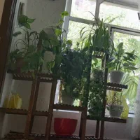 استند|کتابخانه، شلف، قفسه‌های دیواری|سنندج, |دیوار