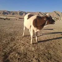 گوساله ماده شیر مست