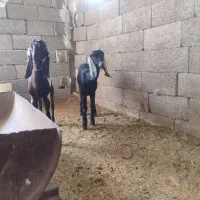 دوتا گیسه پاکستانی فروشی