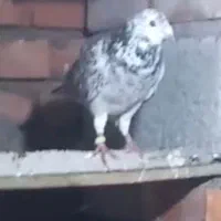 کبوتر پلاکی گمشده