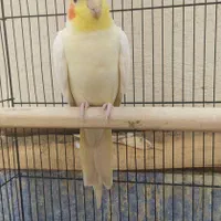 عروس هلندی فشافویه