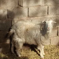 بز جوان سالم|حیوانات مزرعه|سیرجان, |دیوار