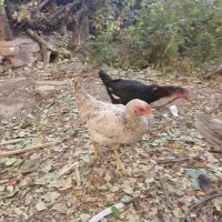 جوجه خروس مرغ|حیوانات مزرعه|قزوین, |دیوار