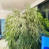 گل آپارتمانی بنجامین امستل