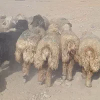 میش بختیاری