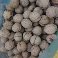 گردوی زریندشت فیروزکوه