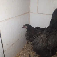 مرغ تزعینی برهماو۲خروس اول متنوبخونیدبعدپیام بدهید|حیوانات مزرعه|کنگاور, |دیوار