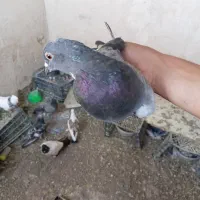 کبوتر