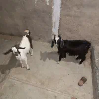 دوتاکره نروماده است که ماده بارداره