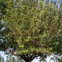 خرید چوب