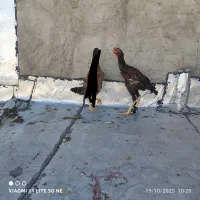 مرغ خروس|حیوانات مزرعه|چالدران, |دیوار