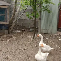 یه جفت قو غاز تمام سفید