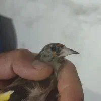 سهره.|پرنده|شیراز, شریف‌آباد|دیوار
