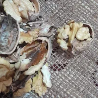 بروجرد‌هست‌گردو|کنسول، بازی ویدئویی و آنلاین|سنندج, |دیوار