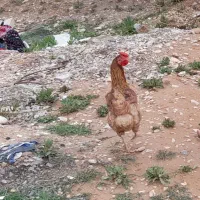 مرغ محلی چهل پوپ(چهل تاج)