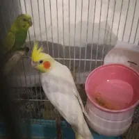 سلام فروش طوطی عروس 900 تومان