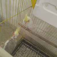 عروس هلندی آلبینو و ماده|پرنده|شیراز, شهرک مفتح|دیوار