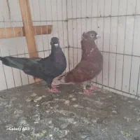 کفتر نر وماده پرش سنگین