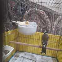 سهره جفتی قناری|پرنده|هشتگرد, شهرک وحدت|دیوار