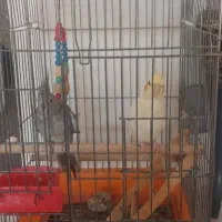 عروس هلندی۱۸۰۰|پرنده|محمدیه-قزوین, |دیوار