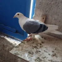 یکت کبود آلمانی